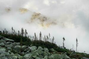 West Sayan landscape. Pointy trees silhouettes on mountainside in low clouds. Coniferous forest in hillside in mysterious fog at early morning. Misty mountain scenery with fire tops in golden sunlight photo