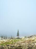 Small pine tree in the mountains in a deep fog. Minimalistic vertical natural background with a lonely pine tree among the stones on a foggy morning. photo