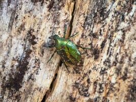 Golden Bronze beetle on the bark of a tree, close-up. Macro. Golden bronze, Bronze beetle close-up on a light wooden background. photo