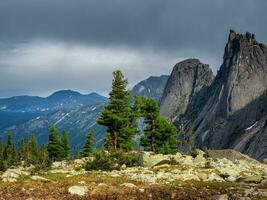 Cedars on a sunny mountain. Wonderful view to beautiful autumn hill slope with coniferous trees and rocks under dramatic sky. Vivid alpine landscape with mountainside with conifer forest in sunny day. photo