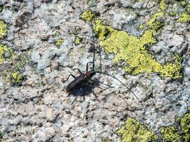 Natural background with a beetle. large black barbel beetle crawls along the stone with lichens in the Siberian forest. Close up, copy space. photo