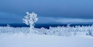 Snow-covered trees on the background of Arctic hills. Minimalistic landscape with naked snowy trees in a winter field. Wide panoramic view of the Arctic winter. photo