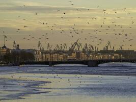 Spring evening St. Petersburg. Seagulls over the river against the backdrop of the urban landscape. Ice melts on the Neva River. Sunset view of the Palace Bridge, city life, postcard view. photo