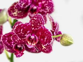 Maroon spotted orchid phalaenopsis wildcat, a branch of a blooming orchid on a white background. Tropical flower, branch of orchid close up. Purple orchid background. Holiday, Women's Day, Flower card photo