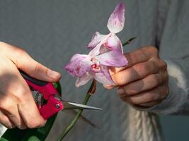 Close up pruning damaged orchid flowers with scissors. Home gardening, orchid breeding. Dry deep purple flower. Insects, pests of indoor plants, death of orchids. photo