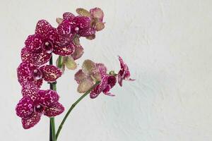 Maroon spotted orchid phalaenopsis wildcat, a branch of a blooming orchid on a white background. Copy space. photo