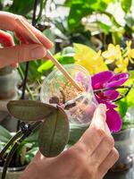 Vertical view of laying moss in a pot. Baby orchid seedling in a transparent container with moss. Orchid breeding. Indoor floriculture. Copy space. photo