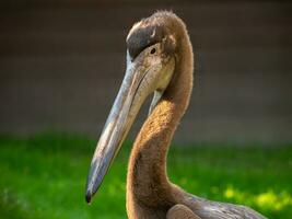 Close up of a pelican resting near a lake. Great white pelican is a bird in the pelican family. Wild nature animal. photo