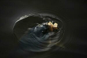 A large fish from the depths of the bowels of the water emerges for prey on the surface of dark waters. Portrait of a giant carp with a piece of bread photo