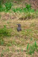 Selective focus. Spotted nutcracker in the taiga of the Western Sayans. The Eurasian nutcracker, or simply nutcracker, is a passerine bird of the Vranov family. photo