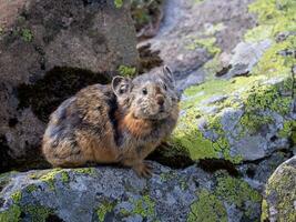 Close up of funny Pika Ochotona collaris sits on rocky in Altai mountain. Cute small mammal on bokeh background. Small pika rodent bask on rock. photo