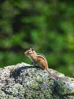 Funny chipmunk on a rock raised its paw against the background of juicy forest greenery. Wildlife picture, vertical view. photo