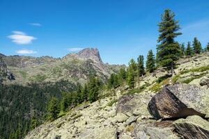 cedro árbol crece en rocas enorme granito cantos rodados son dispersado al azar occidental sayanos kurumnik, piedras, adoquines, musgo con un único paisaje. paisaje fotografía de Roca río. foto