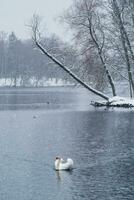 White swan swims on the lake in winter in a snowfall. Concept of the International Day of Birds. Birds in the winter. Vertical view. photo