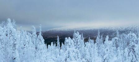 cubierto de nieve arboles en el antecedentes de ártico sierras. minimalista paisaje con desnudo Nevado arboles en un invierno campo. amplio panorámico ver de el ártico invierno. foto
