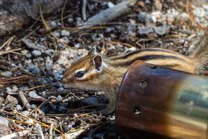 Chipmunk in a tourist campsite, prowling through the remains of a campfire among abandoned open scorched kostrommetallic cans. Concept of ecology and nature protection. photo