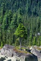 Cedar tree grows on rocks. Old mighty cedar tree grow on mossy meadow against the background of mountains. The impressive Siberian nature of the Western Sayans. Vertical view. photo