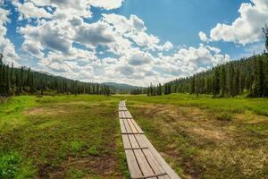 Wooden eco-trail to the far fabulous forest on a sunny summer day. We move forward on the trail and enjoy the freedom. Wooden deck, eco trail without people. photo