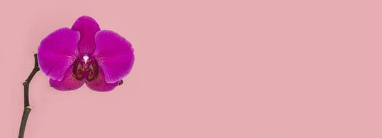 amplio panorámico ver de phalaenopsis Stellenbosch púrpura flor en un rosado antecedentes. Copiar espacio. tropical flor, rama de orquídea cerca arriba. púrpura orquídea antecedentes. día festivo, De las mujeres día, flor tarjeta foto