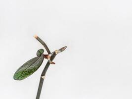 bebé orquídeas en un pedúnculo con raíces. orquídea cría. Copiar espacio. foto