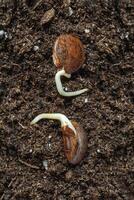 Two seeds are laid out on fertile land. Germinating seeds. Young shoots of plants. Wisteria seeds with a small roots is planted in the ground, close-up. Vertical view. photo