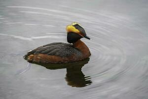 cerca arriba de con cuernos zampullín en el agua, podiceps auritus. concepto de el internacional día de aves. foto