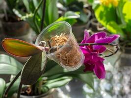 Baby orchid seedling in a transparent container with moss. Orchid breeding. Indoor floriculture. photo