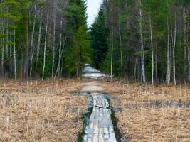 Wooden flooring on a path flooded by high water from melting snow. Walk along the ecotrope in the forest or on the swamp and lake. photo