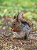 Vertical view of red fluffy squirrel stands on its hind legs and chews nuts in sunny weather close-up. Portrait of a wild animal. photo