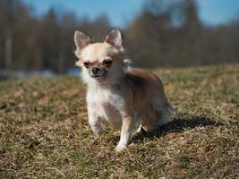 Portrait of a Chihuahua photo