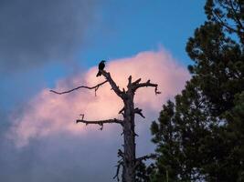 Snag silhouette in sunset. Silhouette of a cedar dry tree in fro photo