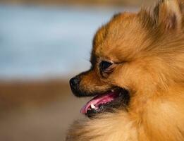 Portrait of a Pomeranian photo