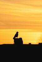 oscuro silueta de un cuervo sentado en el techo en un Chimenea en contra el antecedentes de un brillante naranja puesta de sol. dramático natural antecedentes con un cuervo. vertical vista. foto