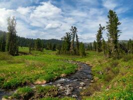 limpiar devanado corriente en un meseta en el vecindad de el siberiano taiga Respetuoso del medio ambiente verde montaña tierras altas con un devanado corriente mediante verde césped con floración plantas. foto