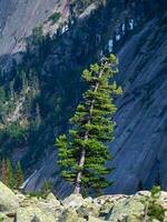 Old mighty cedar tree grow on mossy meadow against the background of mountains. The impressive Siberian nature of the Western Sayans. Vertical view. photo