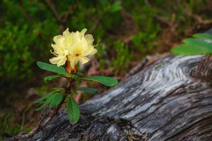 Azalea Golden in deep forest,  yellow-orange flowered fragrant bush, bright spring flowers, macro. photo