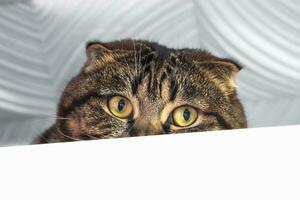 Portrait of a timid lop-eared cat, half of the muzzle peeks out from behind a white cupboard. Close-up, copy space. photo