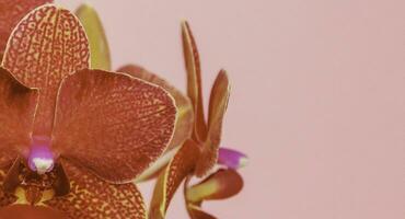 Phalaenopsis Blake orchid flowers on pink background, copy space photo