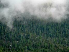 Endless vast taiga forests are shrouded in a white cloud haze. Texture coniferous forest top view, landscape green forest, taiga peaks of fir trees. photo