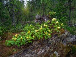 A large beautiful bush of yellow rhododendron bloomed on a falle photo