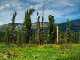 Atmospheric cedar green forest landscape. Minimalist scenery with edge coniferous forest with flowers and rocks in light mist. Mountain alpine woodland. Siberia region. photo