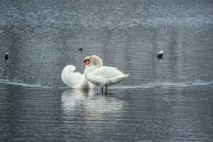 Swans couple in love. Mating games of a pair of white swans. Swans swimming on the water in nature. Valentine's Day photo