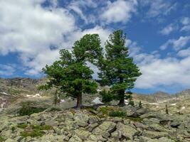 Two old mighty cedars grow on mossy boulders against the background of mountains under white clouds in a blue sky. photo