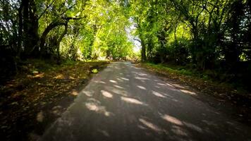 autunno guidare attraverso sereno foresta corsia video