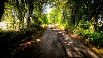 herfst rit door sereen Woud rijbaan video