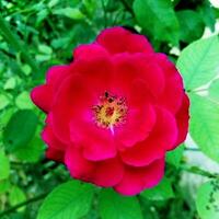 A red rose is shown in the middle of a green plant photo