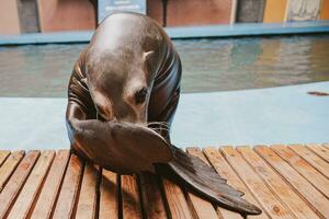 sea lion sea animal in the zoo photo