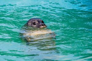 l seal sea animal in the zoo photo
