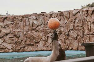 sea lion sea animal in the zoo photo