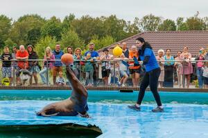 sea lion sea animal in the zoo photo